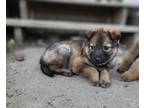 Adopt Nikata a German Shepherd Dog, Mixed Breed