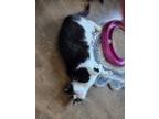 Adopt Trixie a Tuxedo