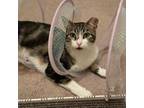 Adopt Faith a Domestic Short Hair