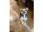 Adopt Mini a Yorkshire Terrier