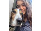 Adopt Lady a Treeing Walker Coonhound