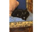 Adopt Gabby a Domestic Short Hair