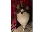 Adopt Skyler a Domestic Short Hair