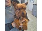 Adopt Bo a Yorkshire Terrier