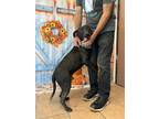 Adopt Nick a Labrador Retriever, Mixed Breed