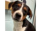 Adopt Quip a Jack Russell Terrier