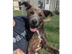 Adopt Rocco a Pit Bull Terrier, Mixed Breed