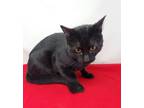 Adopt Pepper a Domestic Short Hair