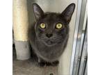Adopt Toby a Russian Blue, Domestic Short Hair