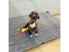 Adopt Rudy a Bluetick Coonhound, Boxer