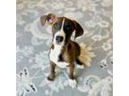 Adopt Scooter a Bluetick Coonhound, Boxer