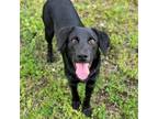 Adopt McCaffery a Dachshund, Labrador Retriever