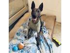 Adopt Amos a American Hairless Terrier