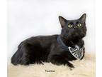 Adopt Tamlin a Domestic Short Hair