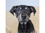 Adopt Aiden a Rottweiler, Black and Tan Coonhound