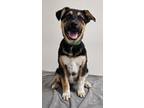 Adopt Buster a German Shepherd Dog, Mixed Breed