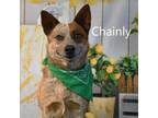 Adopt Chainly a Cattle Dog