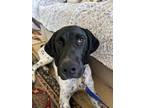 Adopt Gunner a German Shorthaired Pointer