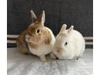 Adopt Nugget & Daisy Mae (bonded pair) a Bunny Rabbit