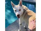 Adopt Ace a Husky, Shepherd