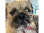 Adopt Bruno a Mixed Breed, Brussels Griffon