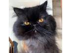 Adopt Figaro a Persian