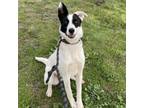 Adopt Oliver a Border Collie, Mixed Breed