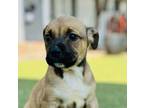 Adopt Nick a Boxer