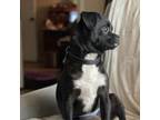 Adopt Kevin a Boston Terrier, Pug