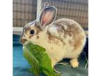 Adopt Fontina a Bunny Rabbit