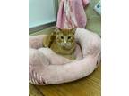 Adopt Tyler a Abyssinian, Tabby