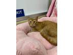 Adopt Tobey a Abyssinian, Tabby