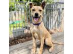 Adopt Donut a Mixed Breed