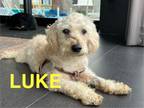 Adopt Luke a Poodle, Glen of Imaal Terrier