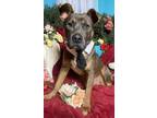 Adopt Awesome Bubbles a Shepherd