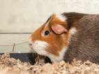 Adopt Sokka a Guinea Pig