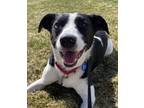 Adopt Linus a Border Collie