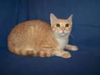 Adopt K-Kohl-Squirrel a Tabby