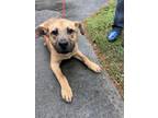 Adopt Reeses a Shepherd, Labrador Retriever