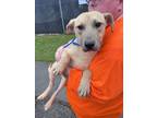 Adopt Skittles a Shepherd, Labrador Retriever