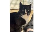 Adopt 2024-43 Kel a Domestic Short Hair