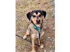 Adopt Chief a German Shepherd Dog, Beagle