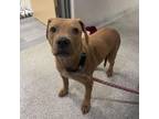 Adopt Tiberius a Mixed Breed