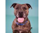 Adopt Bruce a Mixed Breed