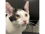 Adopt Michael a Domestic Short Hair