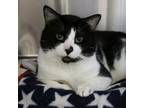 Adopt Sweets a Domestic Short Hair