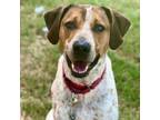 Adopt Carl a Labrador Retriever, Boxer