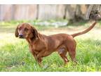 Adopt Finko a Dachshund, Redbone Coonhound