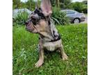 French Bulldog Puppy for sale in Round Lake Beach, IL, USA