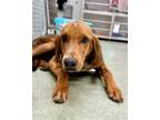 Adopt Dennis a Coonhound